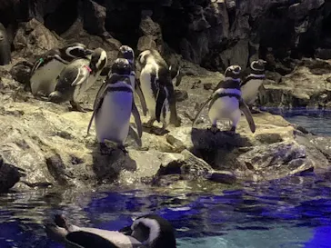 すみだ水族館に投稿された画像（2020/10/11）