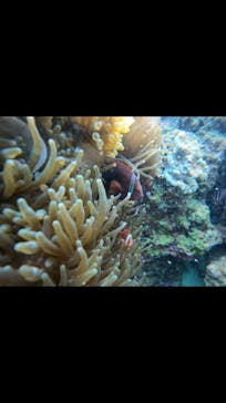 武藤潜水に投稿された画像（2020/10/11）