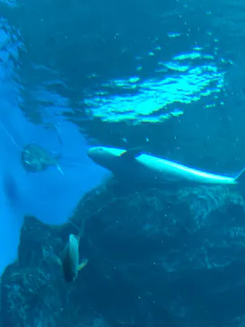 仙台うみの杜水族館に投稿された画像（2020/10/11）