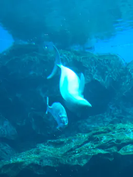 仙台うみの杜水族館に投稿された画像（2020/10/11）