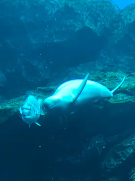 仙台うみの杜水族館に投稿された画像（2020/10/11）