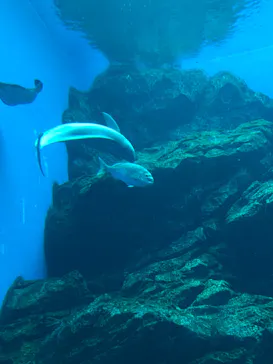 仙台うみの杜水族館に投稿された画像（2020/10/11）