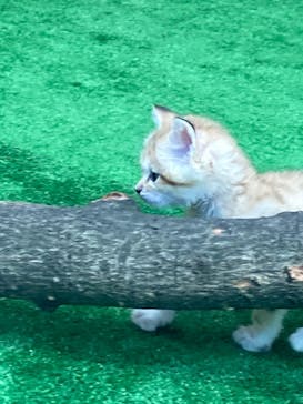 神戸どうぶつ王国に投稿された画像（2020/10/11）