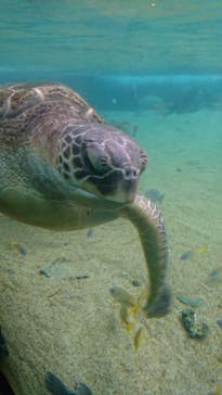 横浜・八景島シーパラダイスに投稿された画像（2020/10/11）