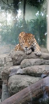 天王寺動物園に投稿された画像（2020/10/11）