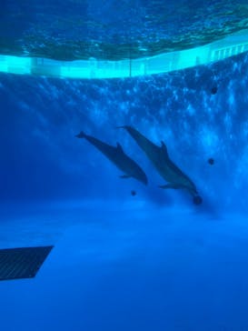 九十九島水族館海きららに投稿された画像（2020/10/11）