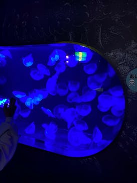 九十九島水族館海きららに投稿された画像（2020/10/11）