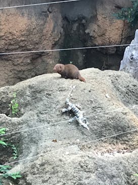 天王寺動物園に投稿された画像（2020/10/11）