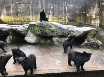 奥飛騨クマ牧場に投稿された画像（2020/10/11）