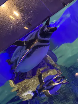 すみだ水族館に投稿された画像（2020/10/11）