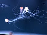 サンシャイン水族館に投稿された画像（2020/10/11）