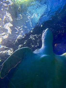 しながわ水族館に投稿された画像（2020/10/11）