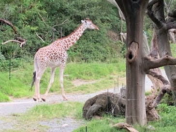 天王寺動物園に投稿された画像（2020/10/11）