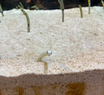 すみだ水族館に投稿された画像（2020/10/11）