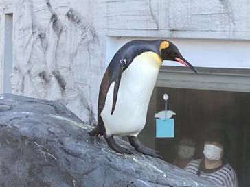 旭川市旭山動物園に投稿された画像（2020/10/11）