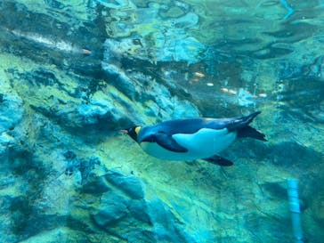 旭川市旭山動物園に投稿された画像（2020/10/11）