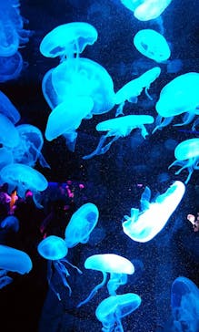 京都水族館に投稿された画像（2020/10/11）