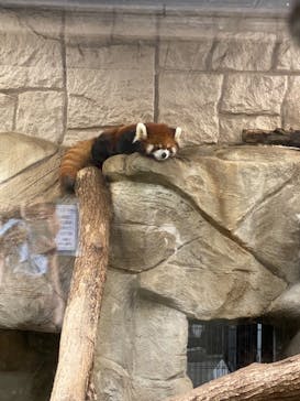 天王寺動物園に投稿された画像（2020/10/11）