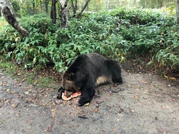 サホロリゾート　ベア･マウンテンに投稿された画像（2020/10/11）