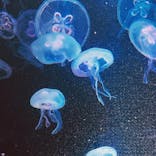 京都水族館に投稿された画像（2020/10/11）