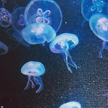 京都水族館に投稿された画像（2020/10/11）