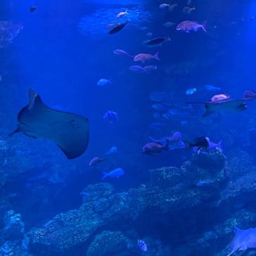 京都水族館に投稿された画像（2020/10/11）