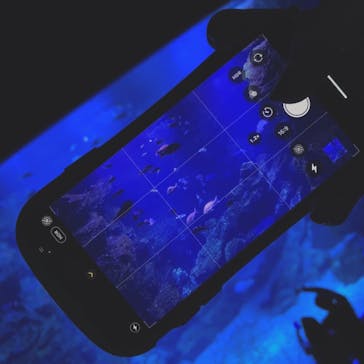 京都水族館に投稿された画像（2020/10/11）