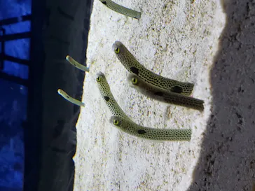 すみだ水族館に投稿された画像（2020/10/11）