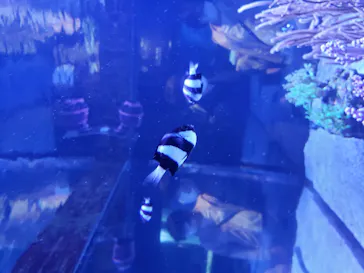 すみだ水族館に投稿された画像（2020/10/11）