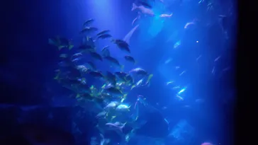 すみだ水族館に投稿された画像（2020/10/11）