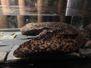 京都水族館に投稿された画像（2020/10/12）