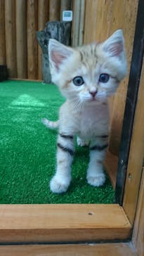 神戸どうぶつ王国に投稿された画像（2020/10/12）