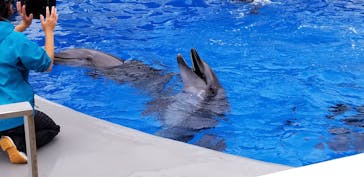 九十九島水族館海きららに投稿された画像（2020/10/12）