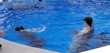 九十九島水族館海きららに投稿された画像（2020/10/12）