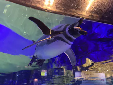 すみだ水族館に投稿された画像（2020/10/12）