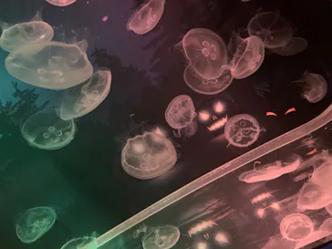 すみだ水族館に投稿された画像（2020/10/12）