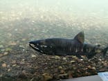 サケのふるさと 千歳水族館に投稿された画像（2020/10/12）
