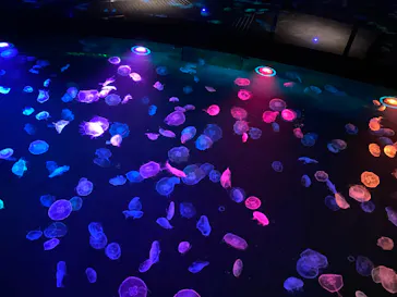 すみだ水族館に投稿された画像（2020/10/12）