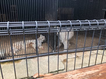 しろとり動物園に投稿された画像（2020/10/12）