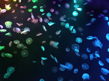 すみだ水族館に投稿された画像（2020/10/12）