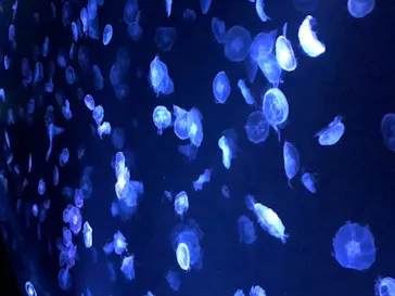 すみだ水族館に投稿された画像（2020/10/12）