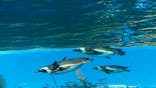 サンシャイン水族館に投稿された画像（2020/10/12）