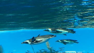 サンシャイン水族館に投稿された画像（2020/10/12）