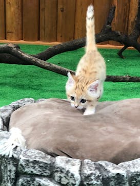 神戸どうぶつ王国に投稿された画像（2020/10/12）