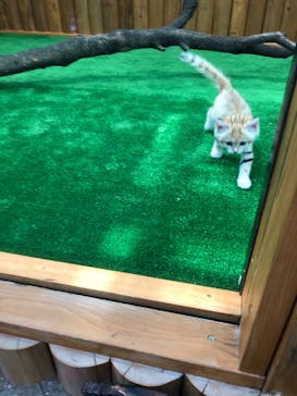 神戸どうぶつ王国に投稿された画像（2020/10/12）