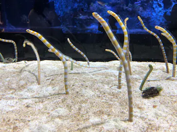 すみだ水族館に投稿された画像（2020/10/12）