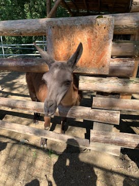 しろとり動物園に投稿された画像（2020/10/12）