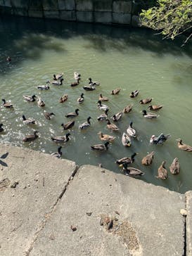 しろとり動物園に投稿された画像（2020/10/12）
