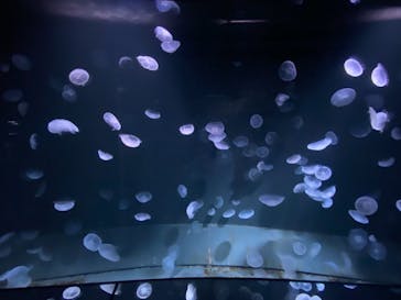 サンシャイン水族館に投稿された画像（2020/10/12）