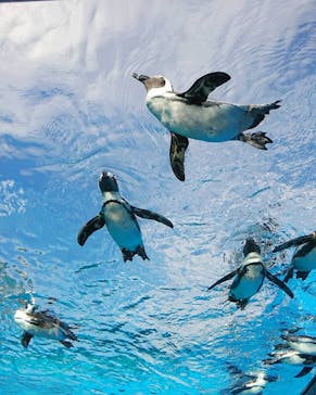 サンシャイン水族館に投稿された画像（2020/10/12）